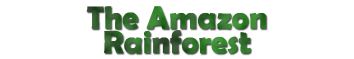 Rainforest.png